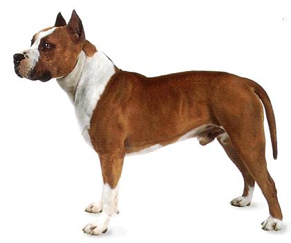 pit